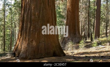 Tuolumne Grove von mammutbäumen im Yosemite National Park Stockfoto