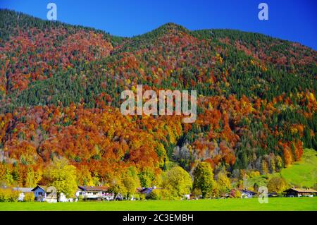 Bergwald in fantastischen Herbstfarben unter blauem Himmel Stockfoto