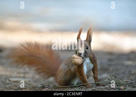 Rotes Eichhörnchen, Sciurus vulgaris Stockfoto