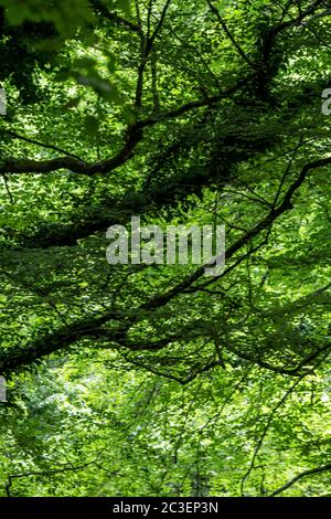 Green deep forest Stockfoto