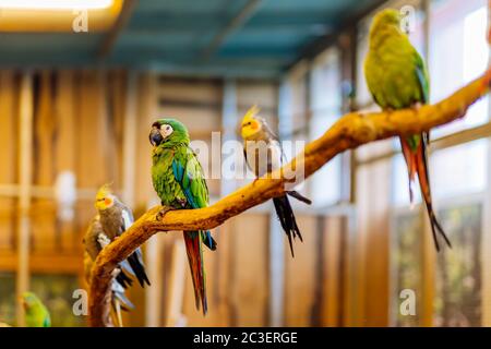 Grüne und rote Psittacidae der Papageienfamilie, die auf einem Barsch sitzt Stockfoto