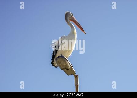 Australischer Pelikan auf einem Lampenpfosten Stockfoto