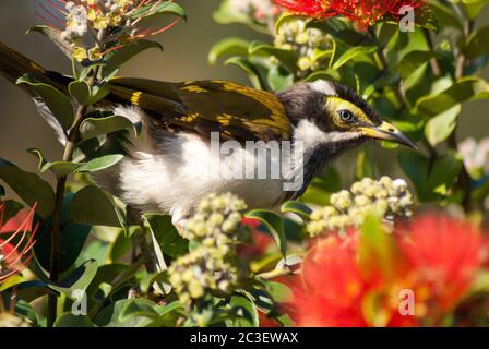 Blaues Honigfresser-Weibchen Stockfoto