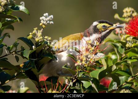 Blaues Honigfresser-Weibchen Stockfoto