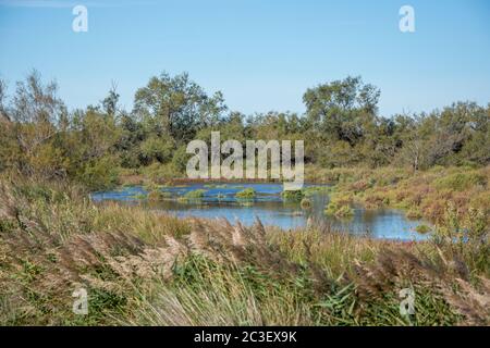 Landschaft von Camargues im Süden Frankreichs Stockfoto