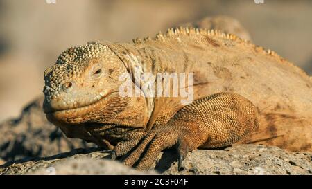 Nahaufnahme der Ein land Iguana auf der Isla Santa Fe in den Galapagos Stockfoto