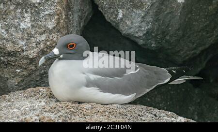 Extreme Nahaufnahme von einer Verschachtelung lava Möwe im galalagos Inseln Stockfoto