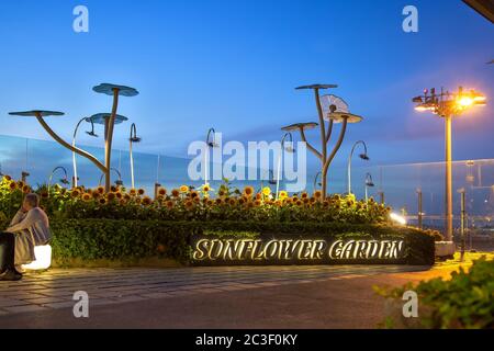 Sonnenblumen-Garten mit Raucherbereich am Flughafen Singapur bei Sonnenaufgang Stockfoto