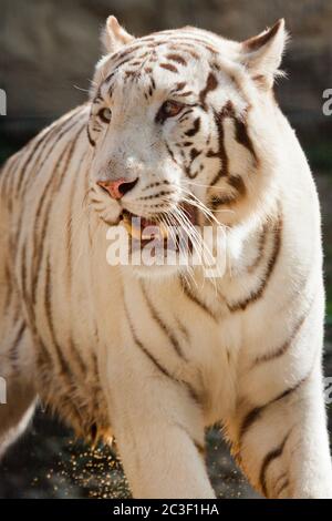 Weiße Bengal Tiger (Panthera Tigris Tigris) Stockfoto