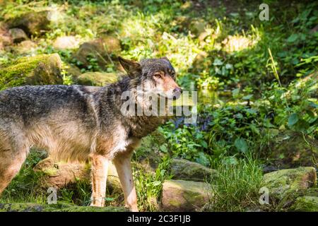 Grauwolf oder Grauwolf (Canis lupus) in Deutschland Stockfoto