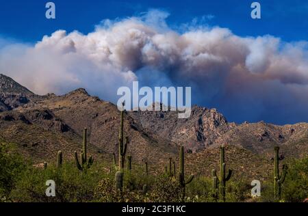 Rauch vom Bighorn Feuer, der in den Santa Catalina Bergen brennt, ragt über Sabino Canyon, Sonoran Wüste, Coronado National Forest, Tucson, Ariz Stockfoto