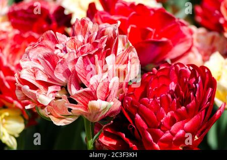 Shaggy Hybrid rosa Tulpen aus nächster Nähe Stockfoto