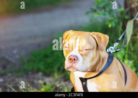 Hund american Bully Sonnenbaden und lächeln gute Laune glückliches Haustier Stockfoto