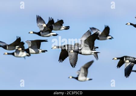 Im Spätwinter versammeln sich Tausende von Barnacle-Gänsen an der deutschen Nordseeküste Stockfoto