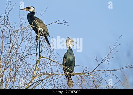 Große Kormorane im Brutgefieder Stockfoto