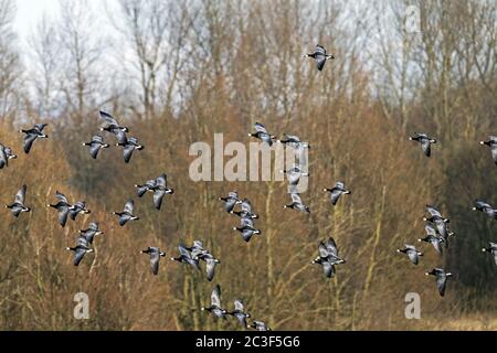 Barnacle Gänse im Katinger Watt Stockfoto