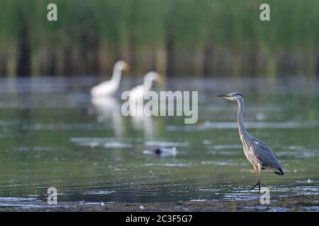 Graureiher juvenile und Großreiher / Ardea cinerea - Ardea alba Stockfoto