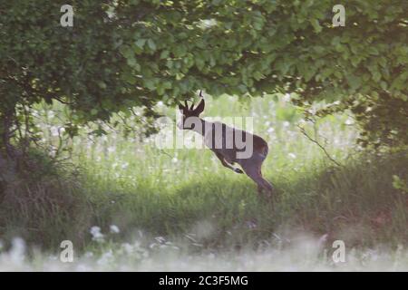 Reh-Hirschbock im Wechsel des Mantels flieht über eine Heckenbank Stockfoto