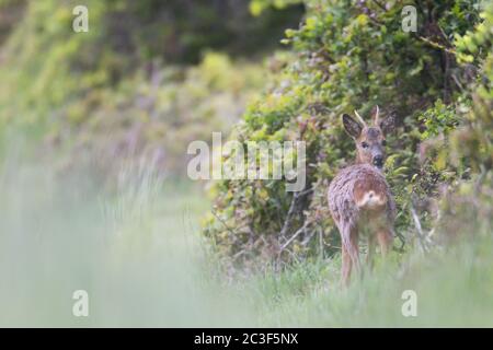 Reh Reh Pricket in Wechsel der Mantel Augenbrauen an einer Hedge Bank Stockfoto