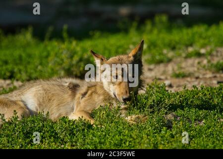 Ostwolf oder amerikanischer Grauwolf (Canis lupus lycaon) Stockfoto