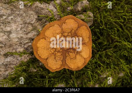 Ayahuasca Holzquerschnitt. Stockfoto