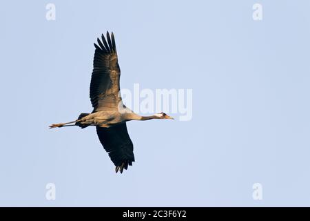 Gemeiner Kranich im Flug / Grus grus Stockfoto