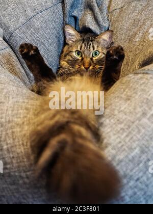 Eine Katze mit einem großen flauschigen Schwanz liegt auf einem weichen grauen Kissen Stockfoto