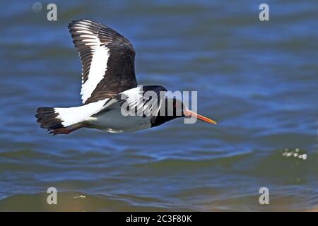 Eurasischer Austernfischer im Flug / Haematopus ostralegus Stockfoto