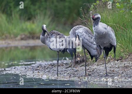 Gewöhnliche Kraniche Erwachsene und junge Vögel preening Stockfoto