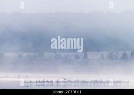 Gemeiner Kranich Schar von Vögeln im Morgennebel Stockfoto