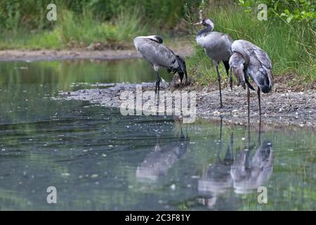 Kranich Erwachsene und Jugendliche Vogel preening Stockfoto