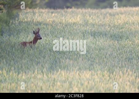 Reh-Hirschbock mit abnormer Geweih, die aufmerksam aus dem Roggenfeld schauen Stockfoto