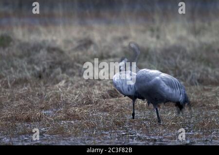 Kraniche am Platz Stockfoto