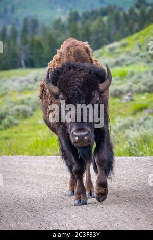 American Bison im Feld des Grand Tetons NP, Wyoming Stockfoto