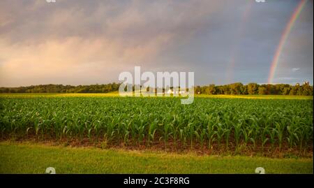 Selektiver Fokus frühmorgendlicher Blick auf jungen Mais und eine Farm mit einem doppelten Regenbogen an einem regnerischen Tag Stockfoto