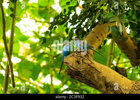 Zwei blaue Papageien, die in einem Baum thronen Stockfoto