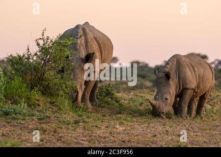 Weißes Nashorn oder Vierkantnashorn (Ceratotherium simum) in Namibia Stockfoto