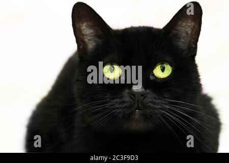 Schöne schwarze Katze auf weißem Hintergrund Stockfoto