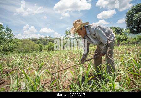 Actopan, Veracruz, Mexiko. Juni 2020. Nach der COVID-19 Quarantäne wurden viele nicht notwendige Arbeitsplätze aus der täglichen Arbeit entfernt, aber die Bauern von Veracruz in Mexiko setzen weiterhin CaÃ±a de Azucar und Mango ein, um Einkommen zu generieren und die Wirtschaft in den 2021 zu reaktivieren. Quelle: Hector Adolfo Quintanar Perez/ZUMA Wire/Alamy Live News Stockfoto