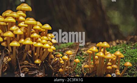 Gelbe Pilze wachsen im tasmanischen tarkine Regenwald Stockfoto