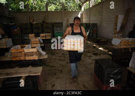 Actopan, Veracruz, Mexiko. Juni 2020. Nach der COVID-19-Quarantäne wurden viele nicht wesentliche Jobs aus der täglichen Arbeit verworfen. Die Bauern von Veracruz in Mexiko Pflanzen jedoch weiterhin CaÃ±a de Azucar und Mango, um Einkommen zu generieren und die Wirtschaft in den 2021 wieder zu beleben., die Mangosaison ist kurz vor dem Ende, so dass neue Früchte und Getreide wie Bohnen und Mais werden gesucht, um Pflanze Kredit: Hector Adolfo Quintanar Perez/ZUMA Wire/Alamy Live News Stockfoto