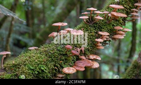 Schuss von braunen Pilzen wachsen in tarkine Regenwald Stockfoto