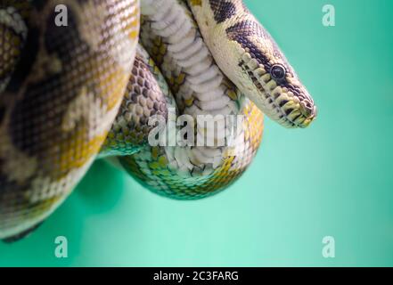 Kopf und Auge einer Schlange hängen aus der Nähe an einem Ast Stockfoto