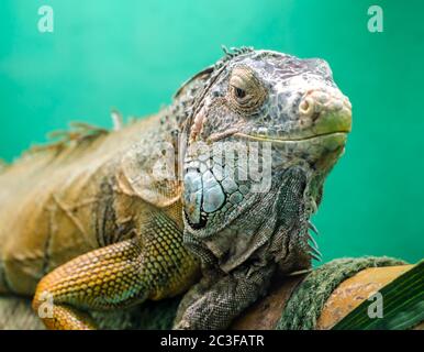 Große Iguana auf grünem Hintergrund in Nahaufnahme Stockfoto