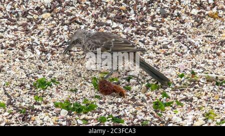 mockingbird auf der Suche nach Futter auf isla espanola in den galapagos Stockfoto