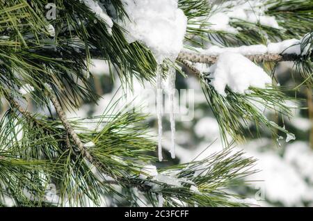 Eiszapfen auf verschneiten Fichtenzweigen aus nächster Nähe Stockfoto