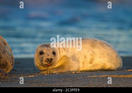 Junge Graurobbe (Halichoerus grypus) in Helgoland, Deutschland Stockfoto