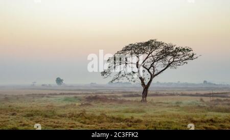 Akazie catechu (Khadira). Birma. Myanmar Stockfoto