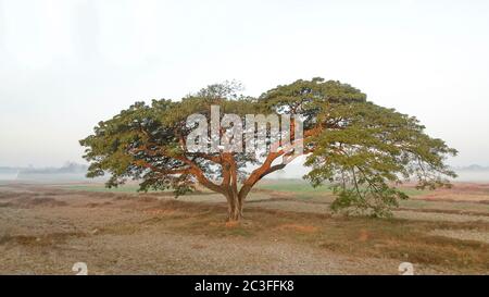 Akazie catechu (Khadira). Birma. Myanmar Stockfoto