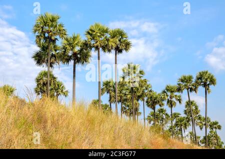 Palmen vor blauem Himmel Stockfoto
